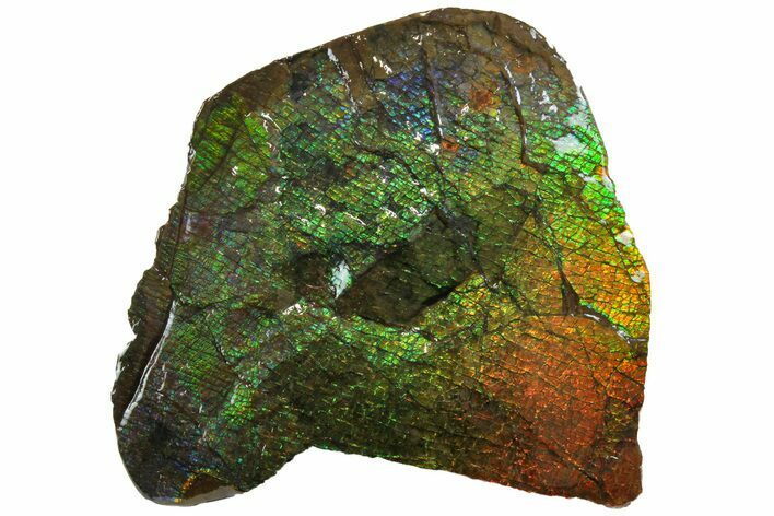 Iridescent Ammolite (Fossil Ammonite Shell) - Alberta, Canada #162386